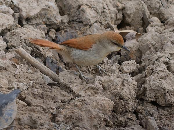 Geelkeelstekelstaart (Certhiaxis cinnamomeus)